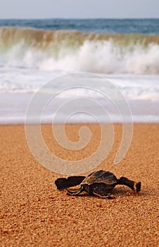 Baby leatherback turtle