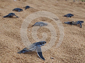 Baby leatherback turtles img