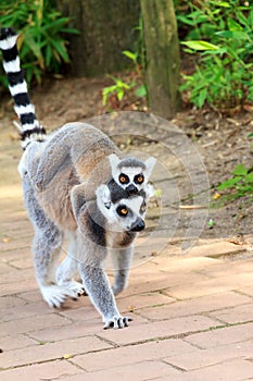Baby Lemur