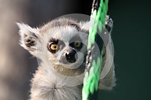 Baby Lemur