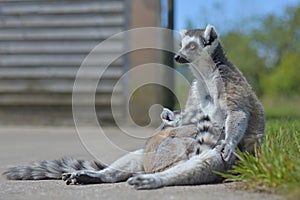 Baby lemur curls up to hug sunbathing mother ring tailed lemur