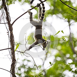 Baby lemur silhouette climbing on a branch tree