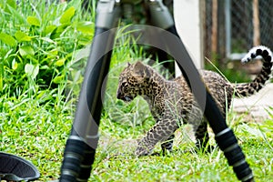 Baby leopard in wildlife breeding station