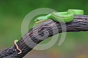 A baby Lesser Sunda pit viper crept along a dry tree branch.