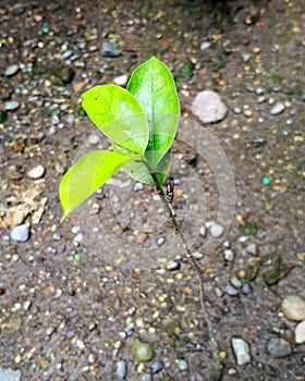 Baby lime tree