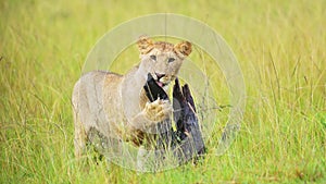 Baby lion cub with cheeky attitude, cute African Wildlife in Maasai Mara National Reserve, Kenya, Af