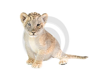 Baby lion isolated on white background