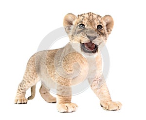Baby lion isolated on white background