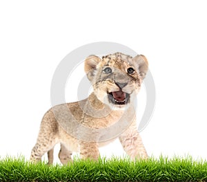 Baby lion (panthera leo) isolated