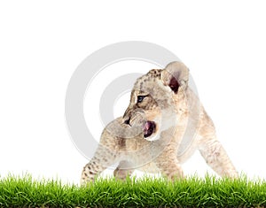 Baby lion (panthera leo) isolated