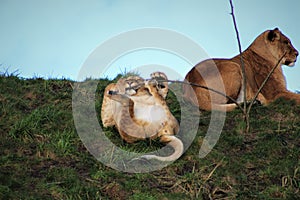 Lion atacking a young tree