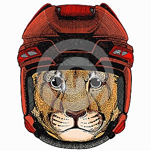 Baby lion. Safari animal. Vector portrait. Hockey helmet.