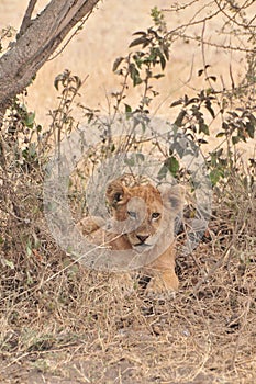 Baby lion at Serengueti Tanzania photo