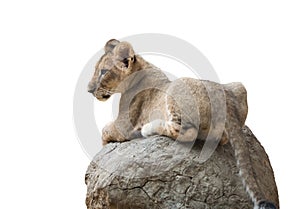 Baby lion sit on the rock isolated