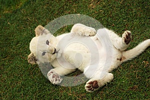 Baby lion white