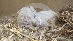 Baby lion in zoo