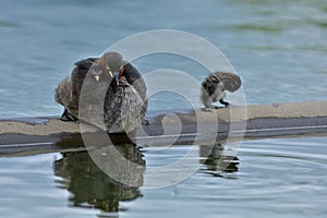 Baby of Little Grebe or Dabchick (Tachybaptus ruficollis) stay o