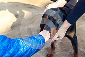 Baby little kid petting young german hunting terrier dog outdoors on bright sunny day. Purebred adorable Jagdterrier puppy with