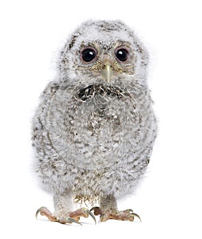 Baby Little Owl - Athene noctua (4 weeks old) photo