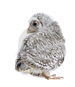 Baby Little Owl in front of a white background