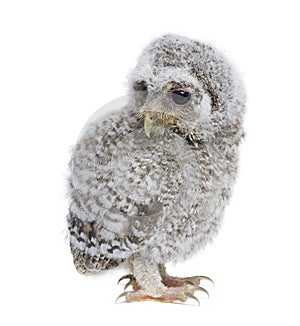 Baby Little Owl in front of a white background