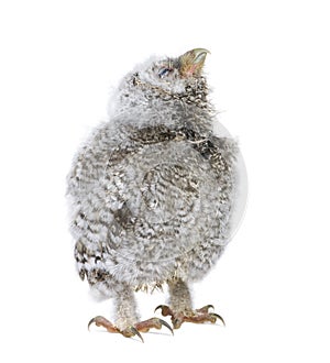 Baby Little Owl, 4 weeks old, Athene noctua