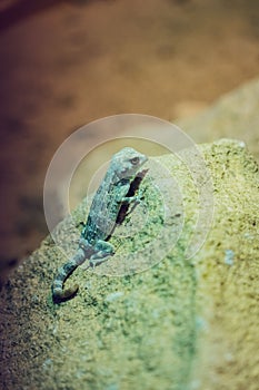 Baby lizard perching on rock