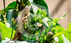 Baby lizard taking sunbath