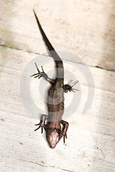 Baby lizard viviparous on the board