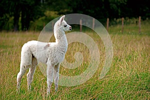 Baby llama photo