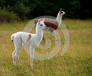Baby llama photo
