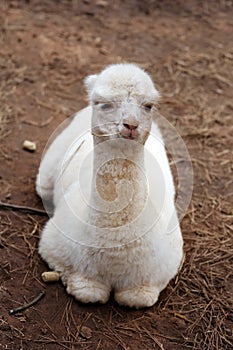 Baby llama