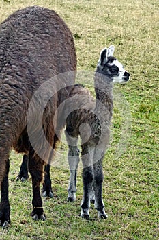 Baby llama at Cochasqui