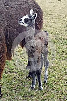 Baby llama at Cochasqui
