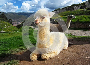 Baby llama in Peru