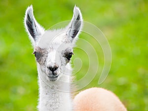 Baby llama portrait. Cute south american mammal