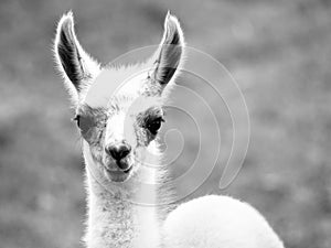 Baby llama portrait. Cute south american mammal