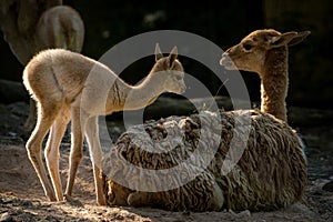 baby llama vicuÃ±a in zoopark