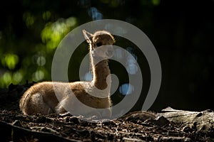 baby llama vicuÃ±a in zoopark