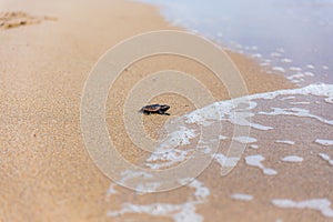 Baby loggerhead sea turtle on Palm Beach island Florida