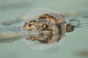 Baby Loggerhead sea turtle at the water