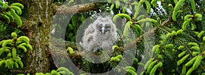 Baby Long-eared owl owl in the wood, sitting on tree trunk in the forest habitat