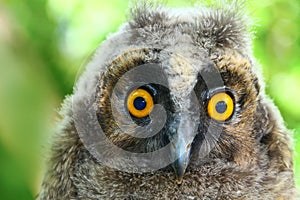 Baby long ered owl Asio otus
