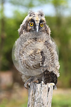 Baby long ered owl Asio otus resting