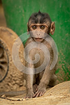 Baby long-tailed macaque sits by bin wheel