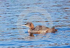 A Baby Loon Floats in the Water