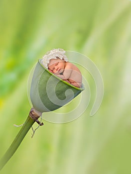 Baby in lotus pod