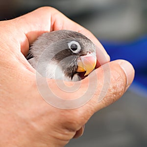 Baby lovebird holding in a hand on blurred background