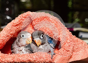Baby lovebirds in cloth nest on table
