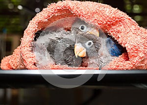 Baby lovebirds in cloth nest on table in house